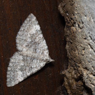 Scotopteryx bipunctaria (vlnočárník ožankový), HR, Krasno