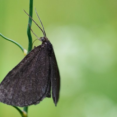 Odezia atrata (černokřídlec smuteční), SK, Štôla