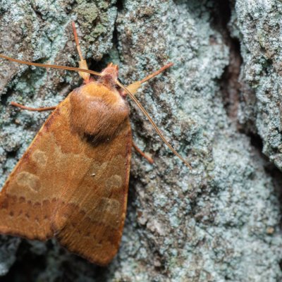 Agrochola helvola (polnice hnědá), Žebětín