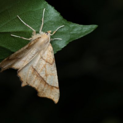 Ennomos quercinaria (zejkovec dubový), Žebětín