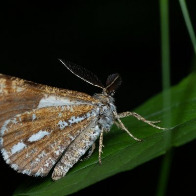 Bupalus piniaria (tmavoskvrnáč borový), Žebětín