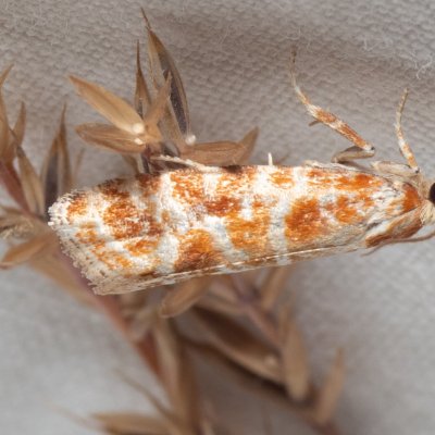 Rhyacionia pinicolana (obaleč sosnový), Hády - lesní lom