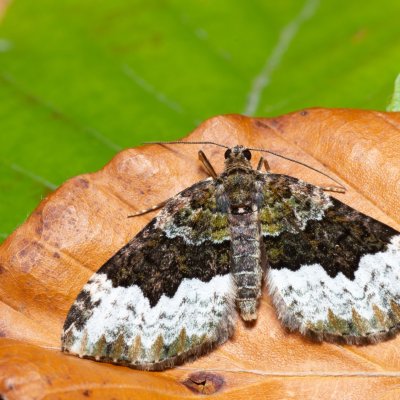 Euphyia biangulata (píďalka zelenokrajná), Březina