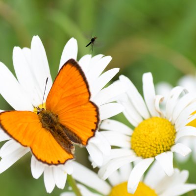 Lycaena virgaureae (ohniváček celíkový), SK, Štôla