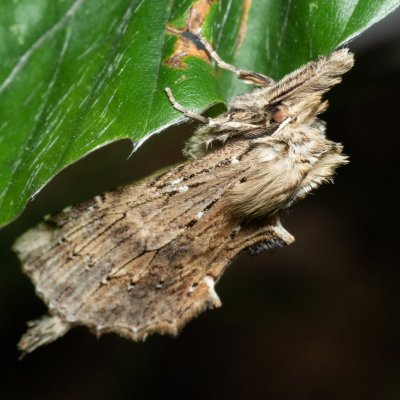 Pterostoma palpinum (hřbetozubec dvouzubý), Augšperský potok