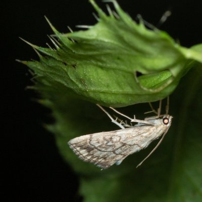 Evergestis pallidata (zavíječ), PP Augšperský potok