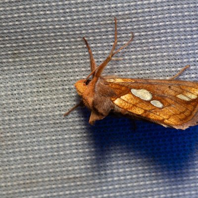 Plusia putnami (kovolesklec západní), NPR Radostínské rašeliniště