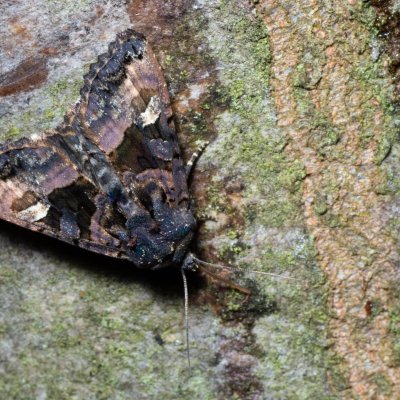 Euplexia lucipara (blýskavka ostružiníková), Augšperský potok