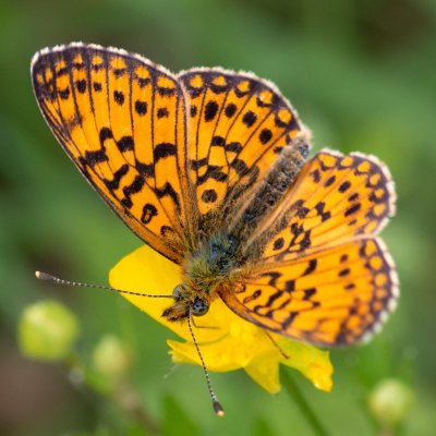 Boloria selene (perleťovec dvanáctitečný), Přírodní park Rakovecké údolí