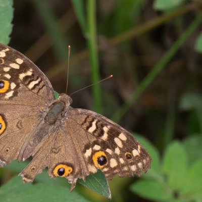 Junonia lemonias (-), TH, Krabi