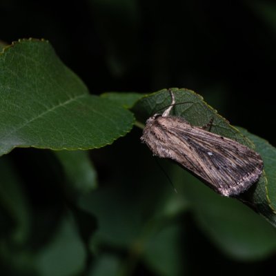 Leucania putrescens (-), HR, Jablanac