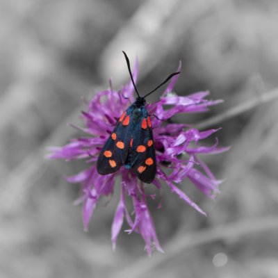 Zygaena filipendulae (vřetenuška obecná), SLO, Juliana Alpine Botanical Garden
