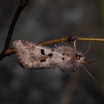 Orthosia gothica (jarnice ovocná), Žebětín