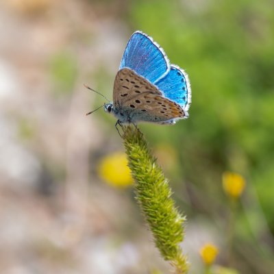 Polyommatus bellargus (modrásek jetelový), HR, Cesarica