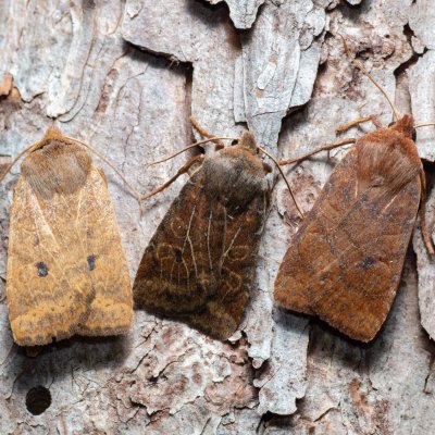 Conistra vaccinii (zimovnice brusnicová), PP Střelická bažinka