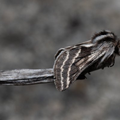 Lycia zonaria (drsnokřídlec bělopásný), PP Člupy