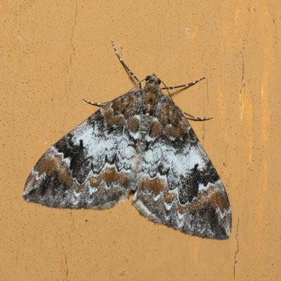 Dysstroma truncata (píďalka borůvková), SK, Štôla