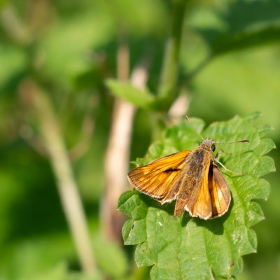Ochlodes sylvanus (soumračník rezavý), Podkomorské lesy