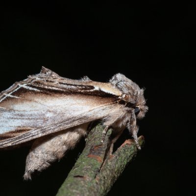 Pheosia tremula (hřbetozubec osikový), Hrabětice