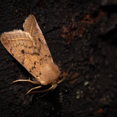 Agrochola macilenta (polnice buková), PR Kamenný vrch