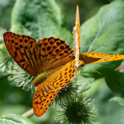 Argynnis paphia (perleťovec stříbropásek), Helenčina studánka