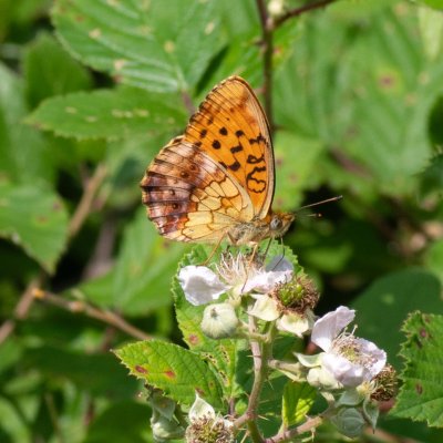 Brenthis daphne (perleťovec ostružinový), NPR Čertoryje