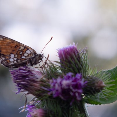 Melitaea athalia (hnědásek jitrocelový), SK, Štrbské pleso, Tatry