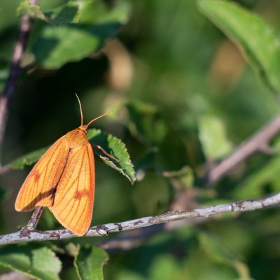 Diacrisia sannio (přástevník chrastavcový), PP Černice