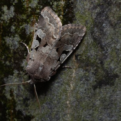Orthosia gothica (jarnice ovocná), Žebětín