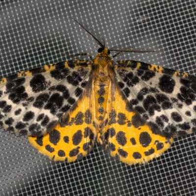 Arichanna melanaria (různorožec borůvkový), NPR Radostínské rašeliniště