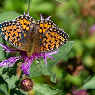 Argynnis aglaja (perleťovec velký), SK, Belianské Tatry