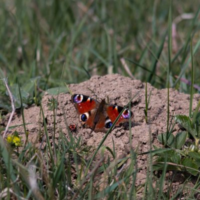 Aglais io (babočka paví oko), PP Stráň