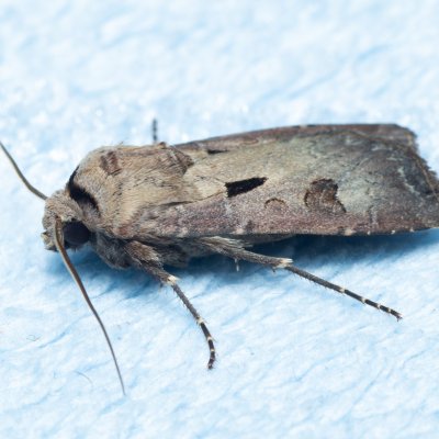 Agrotis exclamationis (osenice vykřičníková), Žebětín