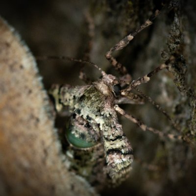 Agriopis marginaria (tmavoskvrnáč habrový), Žebětín