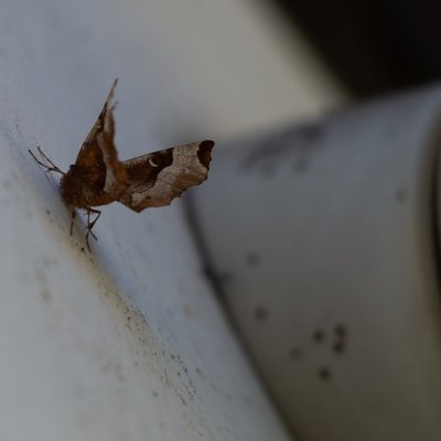 Selenia tetralunaria (zejkovec čtyřměsíčný), Prlov