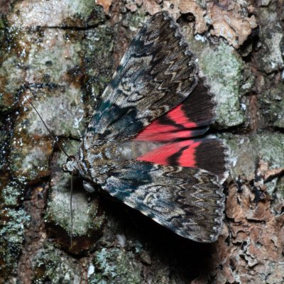 Catocala promissa (stužkonoska úzkopásá), Žebětín