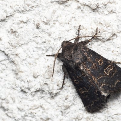 Tholera cespitis (můra metlicová), Melč, Mokřinky