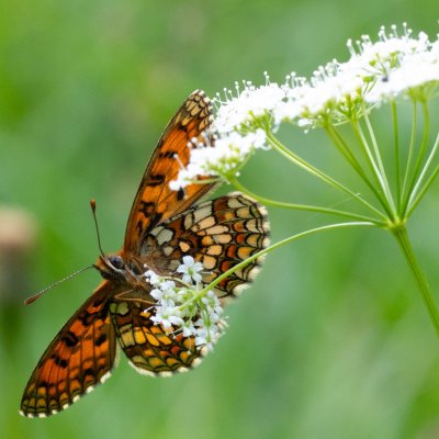 Melitaea athalia (hnědásek jitrocelový), IT, Pfelders - Plan, Jižní Tyrolsko