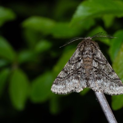 Lycia hirtaria (drsnokřídlec třešňový), PP Na cvičišti