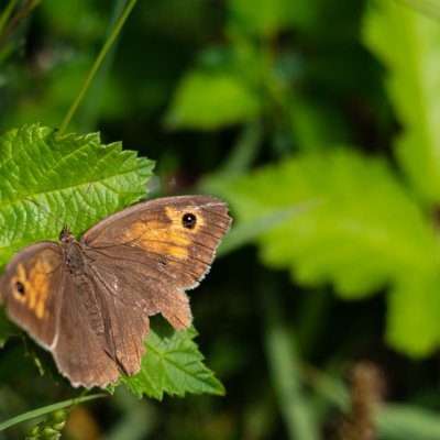 Maniola jurtina (okáč luční), PR Biskoupský kopec