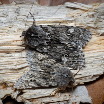 Brachionycha nubeculosa (dřevobarvec jarní), Ríšova studánka