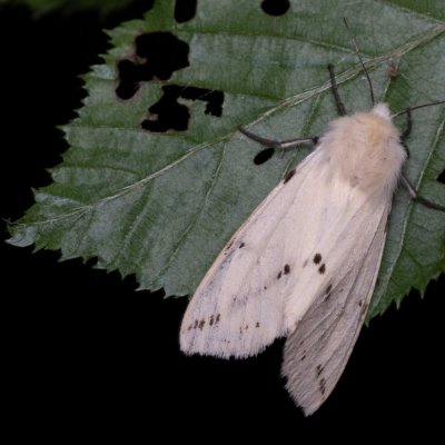 Spilosoma lutea (přástevník bezový), Žebětín