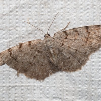 Aethalura punctulata (různorožec olšový), Podkomorské lesy, Kopeček