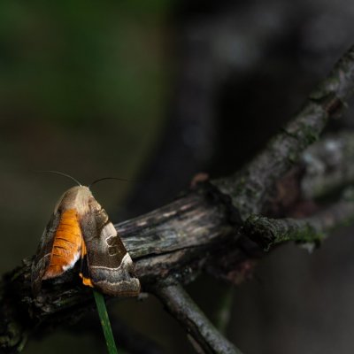 Noctua fimbriata (osenice zemáková), Podkomorské lesy