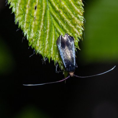 Adela reaumurella (adéla zelená), Augšperský potok