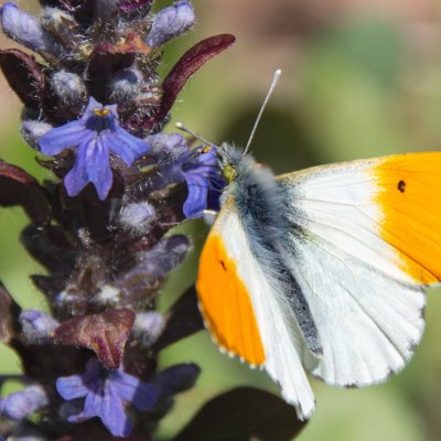 Anthocharis cardamines (bělásek řeřichový), Mokrá Hora