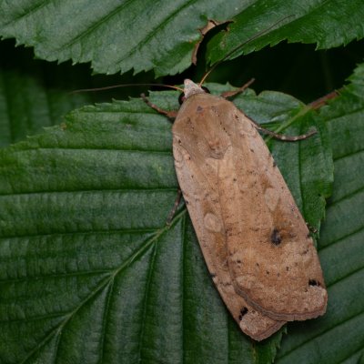 Noctua pronuba (osenice šťovíková), Žebětín