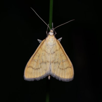 Mecyna flavalis (-), PR Kamenný vrch