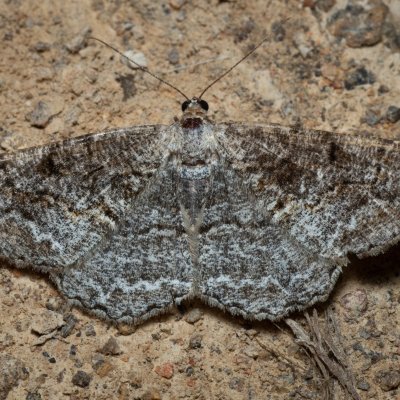 Alcis repandata (různorožec vrbový), Žebětín