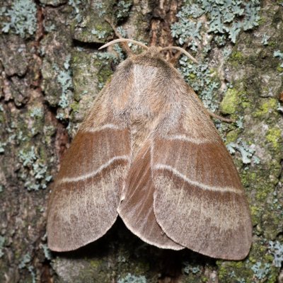 Macrothylacia rubi (bourovec ostružiníkový), PR Kamenný vrch